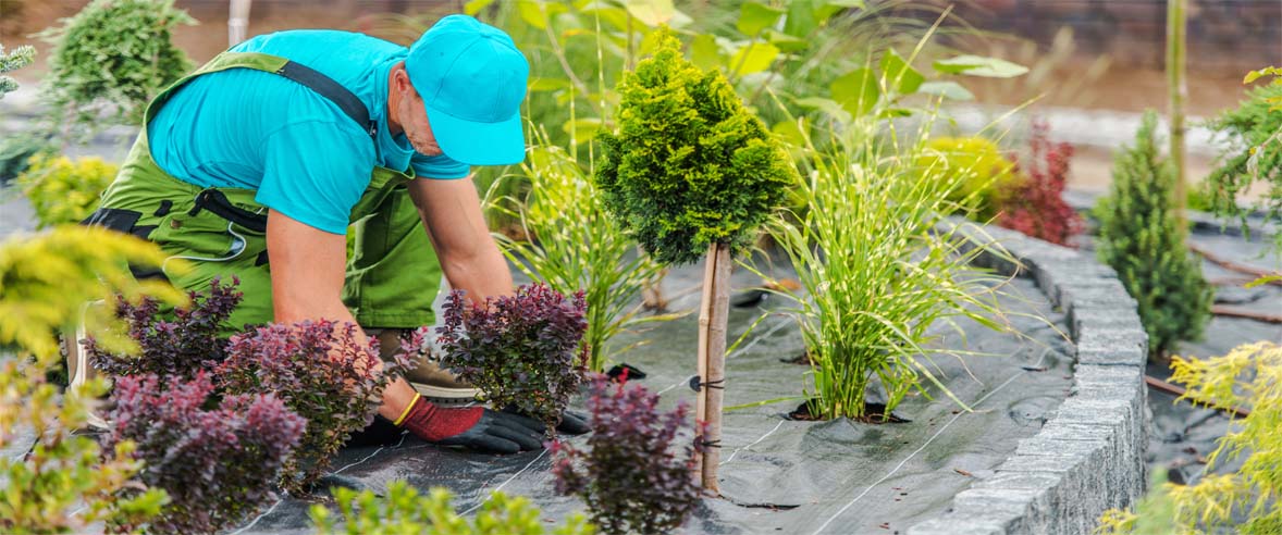 Design and Planting Services Abilene, Texas