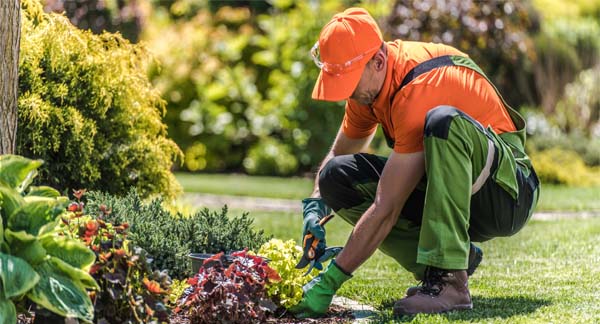 Softscaping Services
